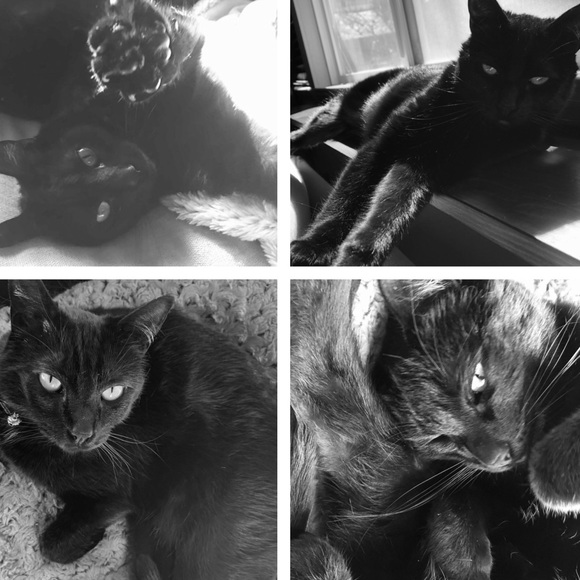 CRAZY CAT LADY FOR LIFE! 🐈🐈🐈🐈 - Picture 5 of 8